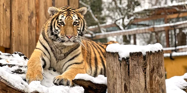 Staňte se ošetřovatelem u kočkovitých šelem: 90 min. ve všední dny pro dva či rodinu