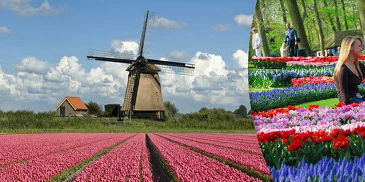 1494 Kč za víkendový zájezd do Holandska. Ráj květin a tulipánů Keukenhof, prohlídka Amsterdamu s průvodcem i skanzen s větrnými mlýny. 