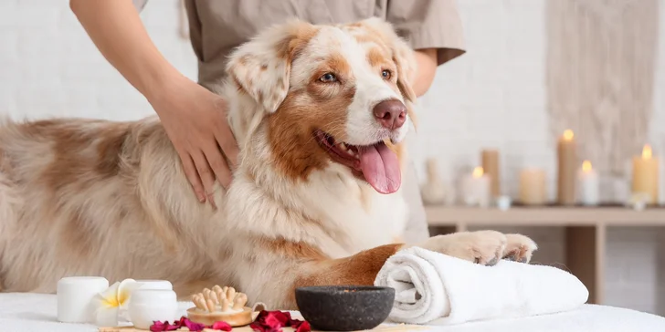 75 minut v psích lázních: rekondiční masáž a koupel pro vašeho chlupáče
