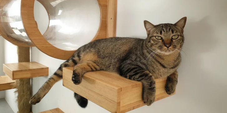 Ubytování kočičky v kočičím hotelu na 1 až 7 dní, vč. mazlení a veškeré péče