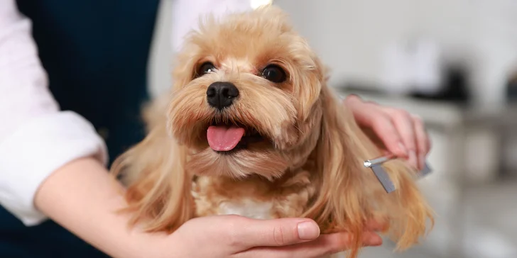 Kompletní péče pro domácí mazlíčky: koupání a úprava srsti vč. zastřižení drápků