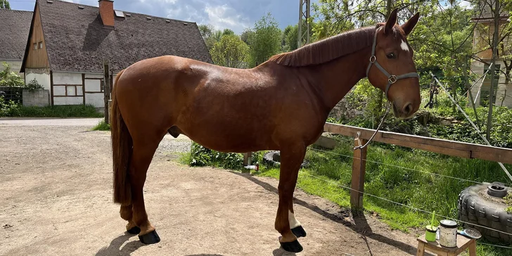 Rančerem na zkoušku: autentický zážitek na ranči s koňmi i prací ve stáji