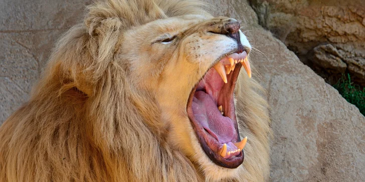 Zoo Plasy: krmení mývalů, surikat i šelem či možnost stát se na pár hodin ošetřovatelem