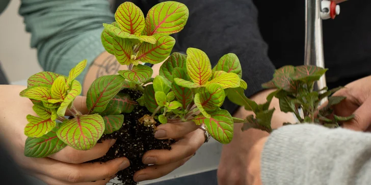 Stačí se přihlásit na floristický workshop od Halaman Habitat.