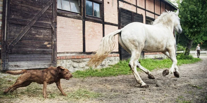 K zámku patří stáje, můžete se projet na koni nebo v kočáře. U