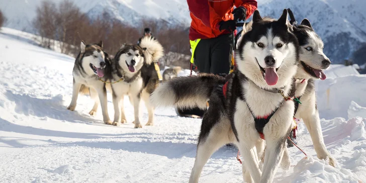 Jazda na psom záprahu - sibírske husky a krásne zasnežené Donovaly
