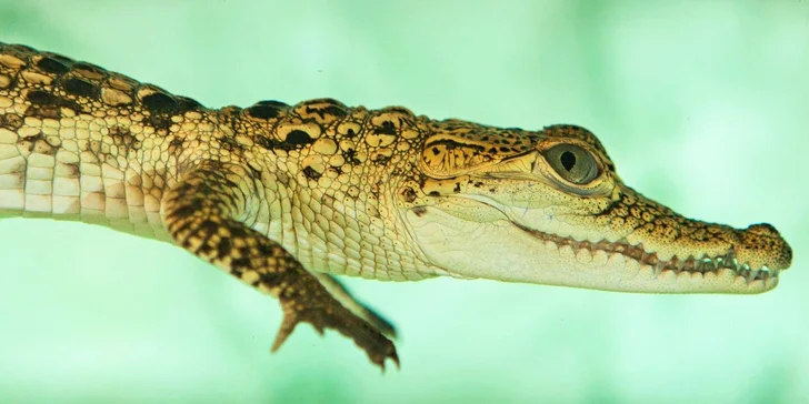 Nakŕmte krokodíly: VIP vstupenka do KROKODÝLÍ ZOO v Prahe pre 1 či 2 osoby