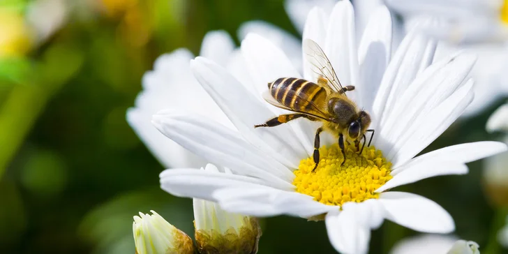 Včelí wellness: Relax v apidomčeku s blahodarnými účinkami pre zdravie