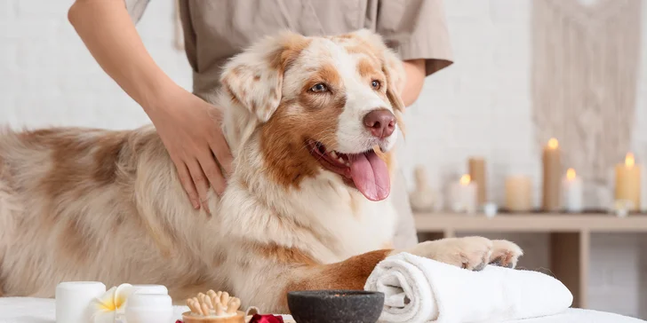 Masáž psíka pomocou Dornovej metódy