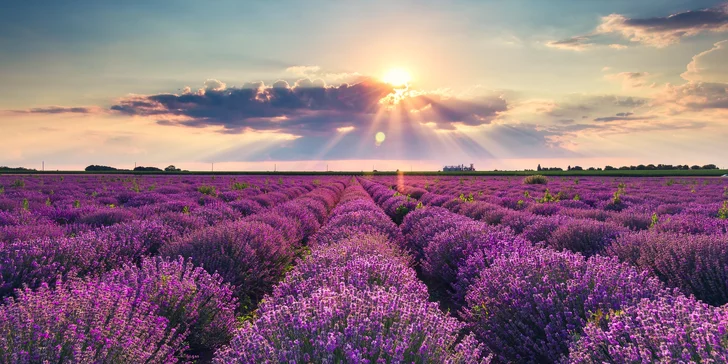 Fialový deň v Rakúsku: levanduľové záhony a ametystový svet autobusom