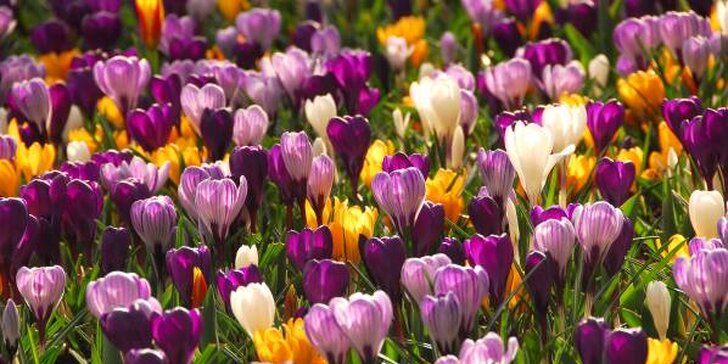 Víkendový zájezd za tulipány do Holandska