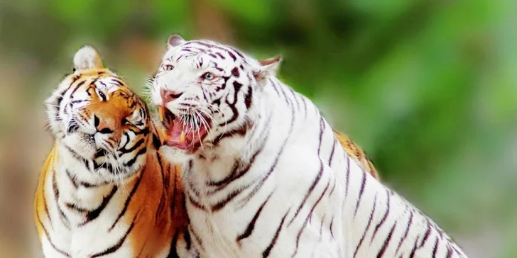 Jednodenní výlet do maďarských termálních lázní Györ - termály, zoo, nákupy a historické jádro