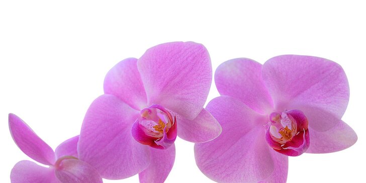 Světová výstava orchidejí a velikonoční výstava Drážďany