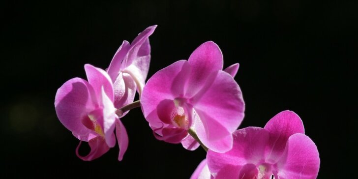 Světová výstava orchidejí a velikonoční výstava Drážďany