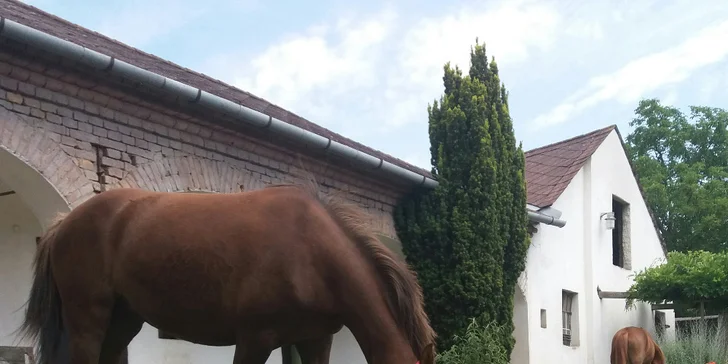 Stáj najdete na adrese Odrlice 7, Senice na Hané.