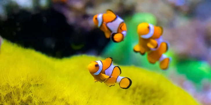 Privítajú vás aj známi hrdinovia z animáku Nemo a Dory.