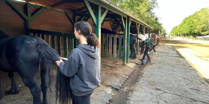 Program začíná v 9:00, kdy proběhne uvítání a proškolení o chodu jízdárny, poté se vrhnete na doplnění krmišť se senem a van s vodou a čištění výběhů. 