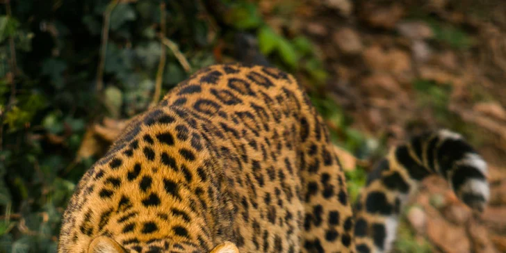 Fotografický workshop - Fotografujte zvířata (nejen v ZOO) jako profesionálové