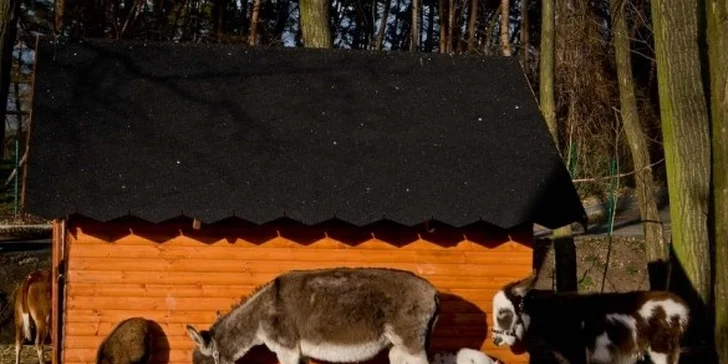 Projížďka na poníkovi a návštěva dalších zvířátek