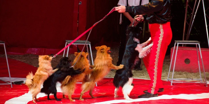 Cirkus Metropol v Berouně: představení s artisty, klaunem i exotickými zvířaty