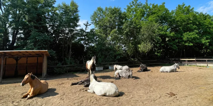 Následovat bude školení čištění a sedlání koní a příprava koní do výcviků.