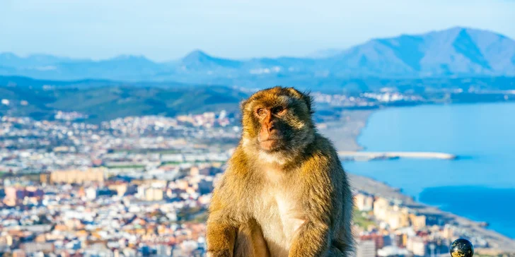 Stretnutie s ikonickými gibraltárskymi opičkami patrí k nezabudnuteľným momentom.