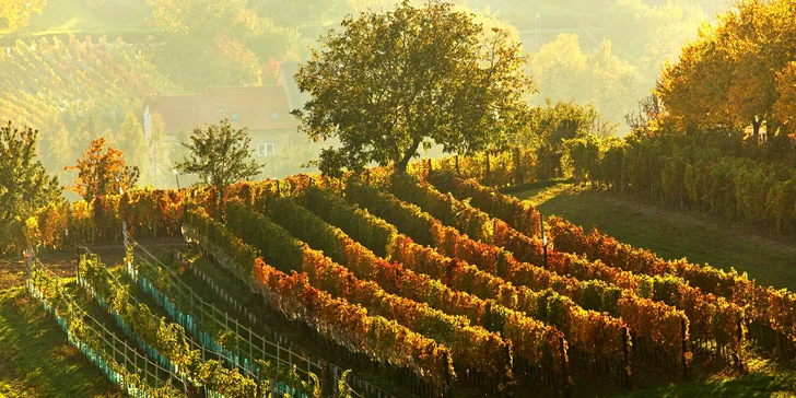 Užijte si návštěvu nejfotogeničtější krajiny u nás a kochejte se výhledy, vínem i skvělým ubytováním ve vinném sklepě Vinoza