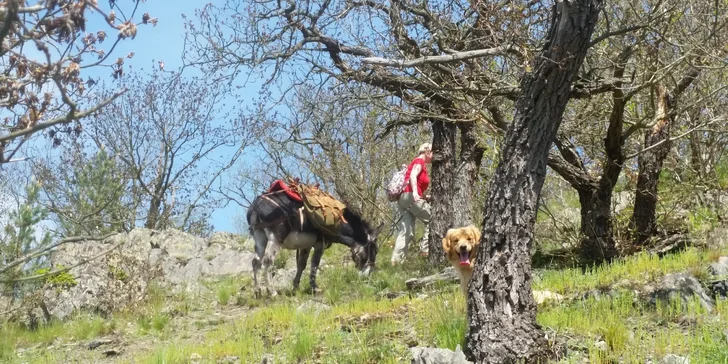 Na túrách nás doprovází náš věrný společník pejsek Goldie