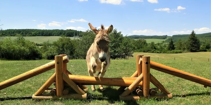 Exkurze na farmě pro celou rodinu: seznámení se zvířaty, prohlídka areálu i jízda na oslíkovi