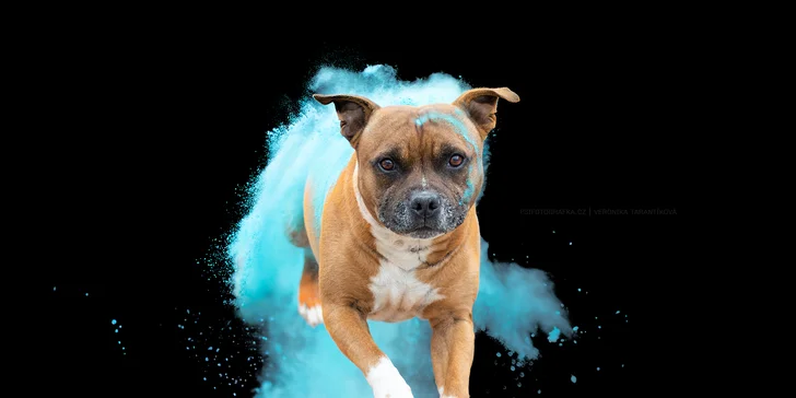 A co takhle dynamické fotky s práškovými holi barvami? 