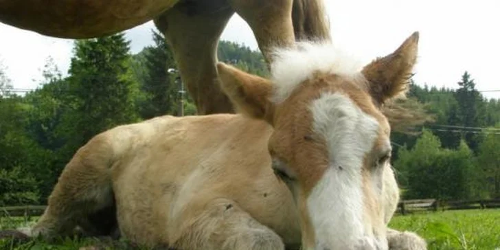 Velikonoce na farmě a ranči v Rajnochovicích