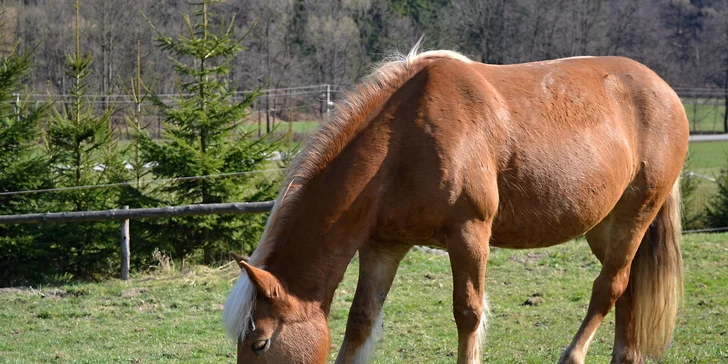 Velikonoce na farmě a ranči v Rajnochovicích