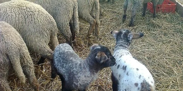 Velikonoce na farmě a ranči v Rajnochovicích