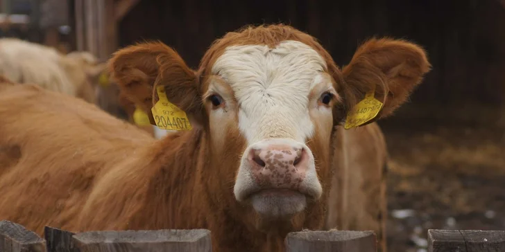 Velikonoce na farmě a ranči v Rajnochovicích