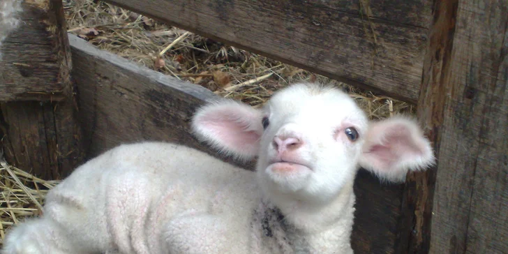 Velikonoce na farmě a ranči v Rajnochovicích