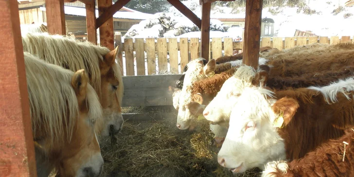 Velikonoce na farmě a ranči v Rajnochovicích
