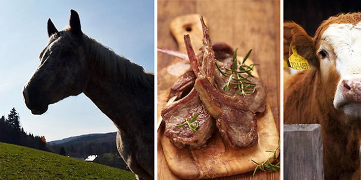 Velikonoce na farmě a ranči v Rajnochovicích