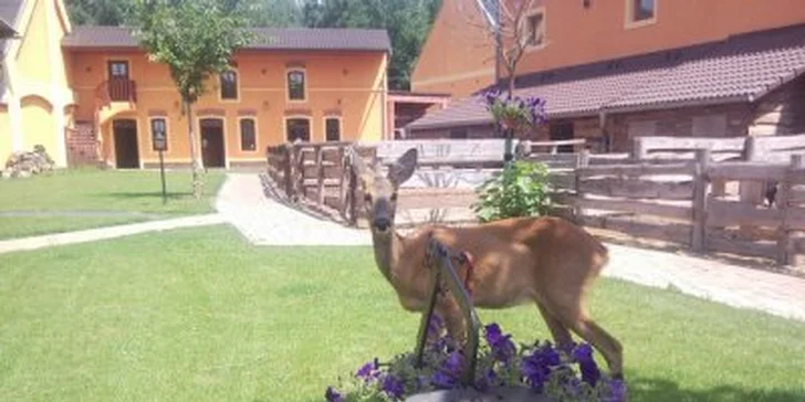 3750 Kč za víkend v sedle i kočáře. Přijďte setřást stres z výšky koňského hřbetu na statek Selský dvůr se slevou 53%!