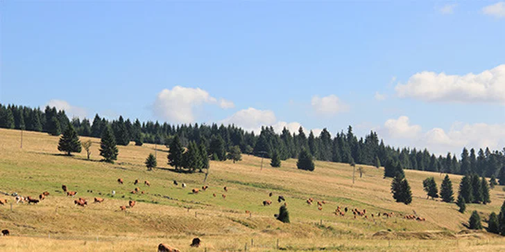 Pronájem apartmánu na farmě pro 1-5 osob
