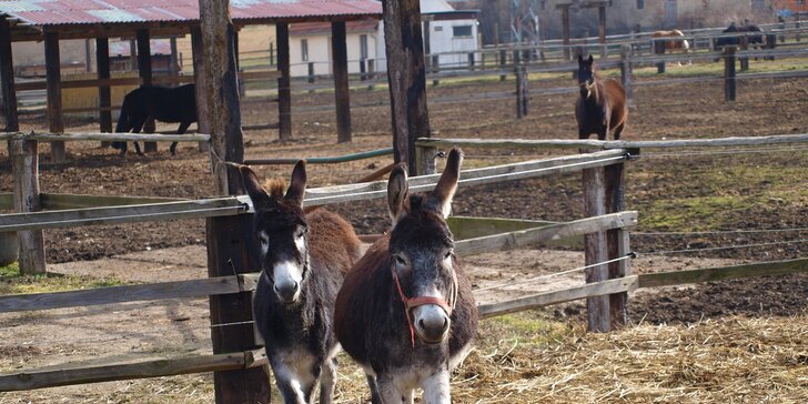 Den s koňmi na Šťastném ranči u Prahy: jednodenní příměstský tábor s programem