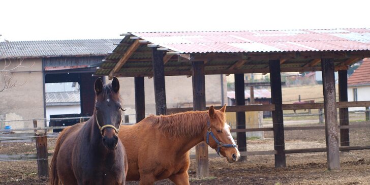 Letní příměstský tábor s koňmi na Šťastném ranči nedaleko Prahy