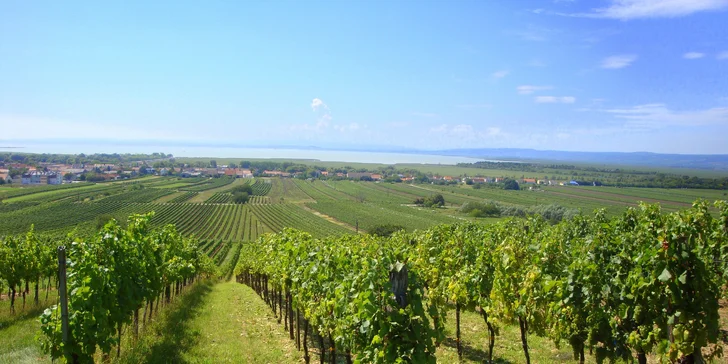 Ak sa v hoteli ubytujete v termínoch od 8. 3. do 11. 7. 2026, môžete sa tešiť na prehliadku vinice.