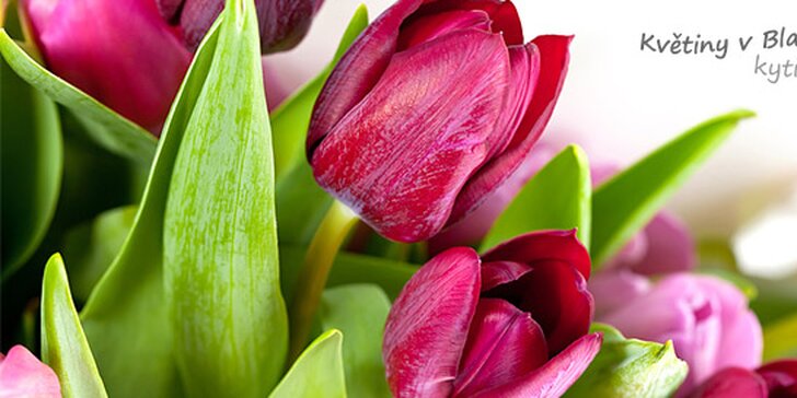 9 nádherných čerstvých holandských tulipánů
