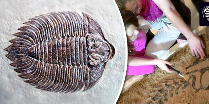 Vstupné do muzea trilobitů s výkladem a dílnou