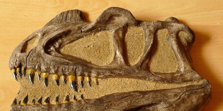 Vstupné do muzea trilobitů s výkladem a dílnou