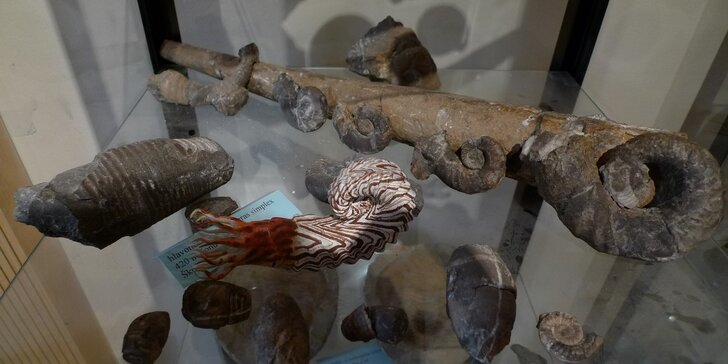 Vstupné do muzea trilobitů s výkladem a dílnou
