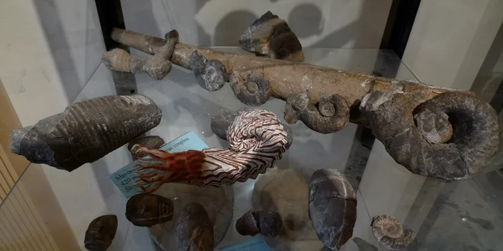 Vstupné do muzea trilobitů s výkladem a dílnou