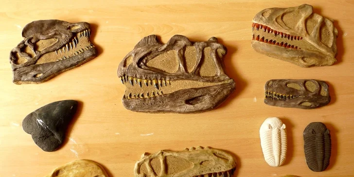 Vstupné do muzea trilobitů s výkladem a dílnou