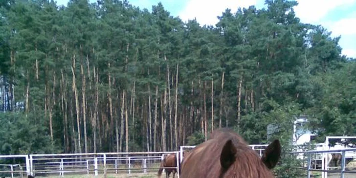 Pobyt na farmě s lekcemi jízdy a polopenzí