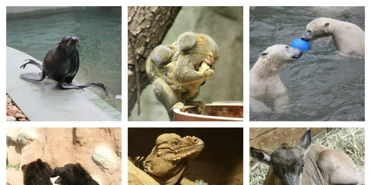 Vstupenka do brněnské ZOO pro 1 osobu